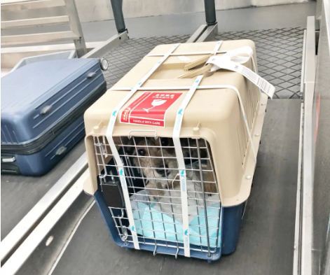 荆州宠物托运 宠物托运公司 机场宠物托运 宠物空运